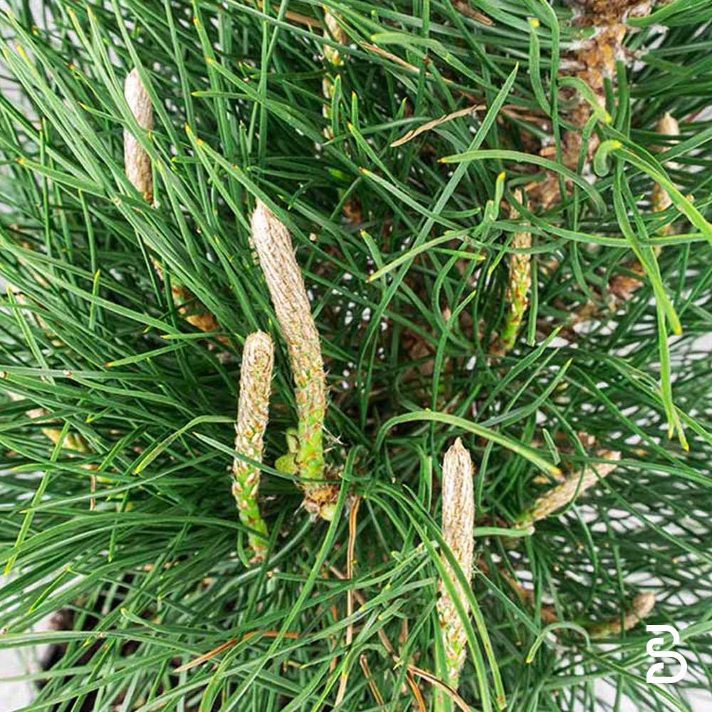 Pino Thumbergii (Pino Nero) Prebonsai 10 anni