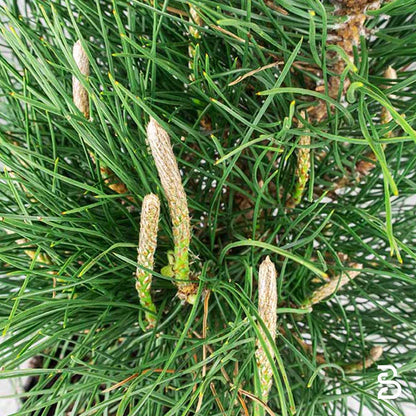 Pino Thumbergii (Pino Nero) Prebonsai 10 anni