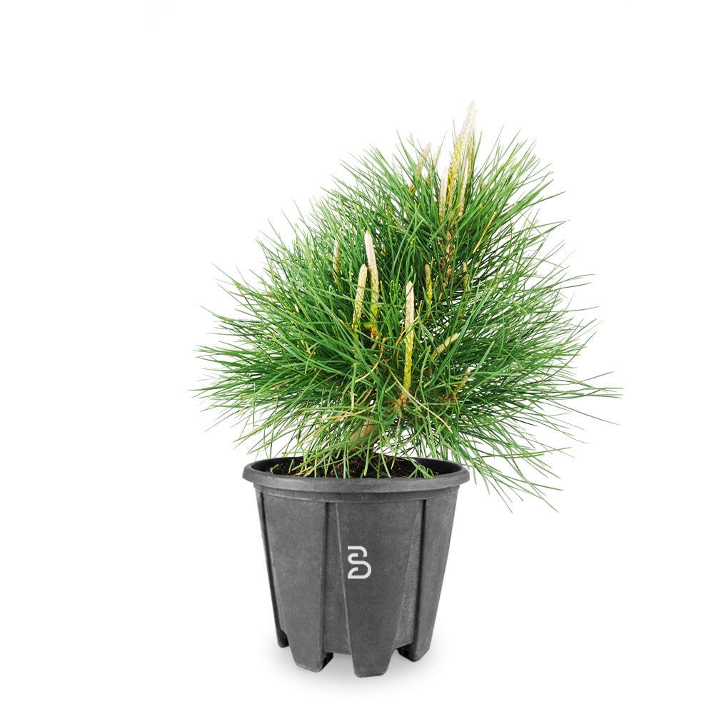 Pino Thumbergii (Pino Nero) Prebonsai 10 anni